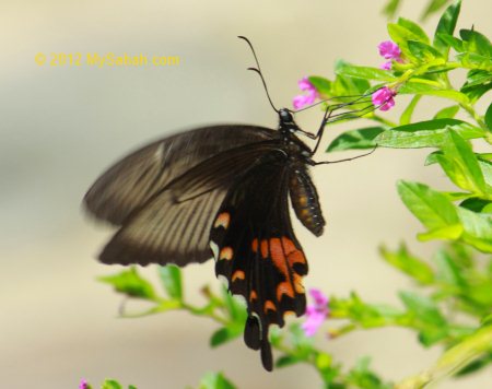 Bird-wing Butterfly