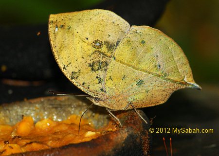 leaf butterfly