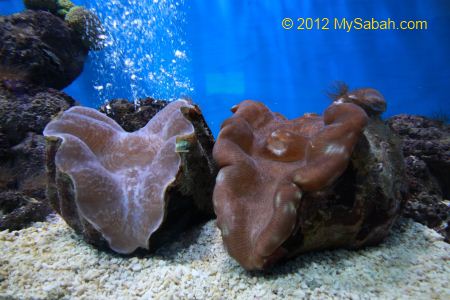 giant clams