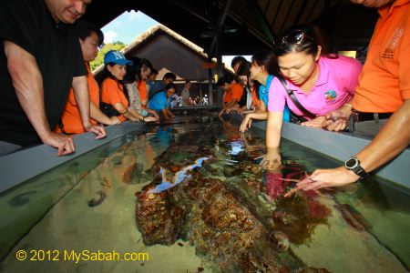 touch tank