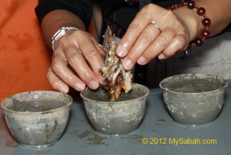 planting coral fragment