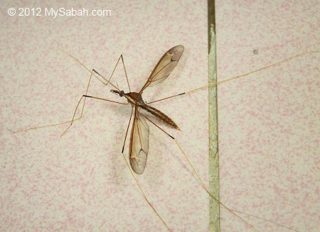 What is the world's biggest mosquito?