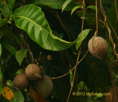 mangrove fruit
