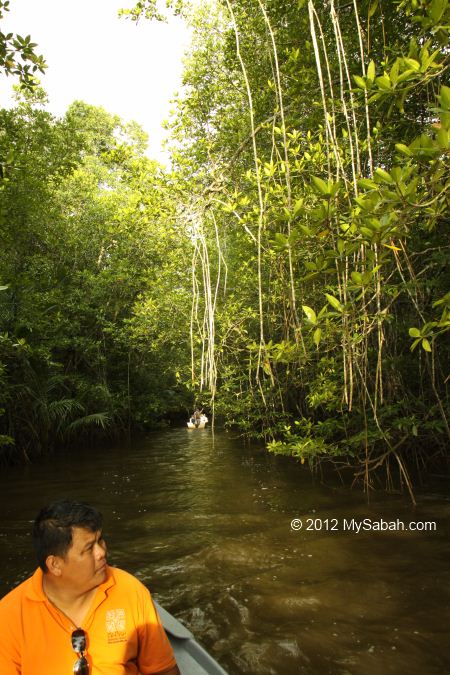 Rhizophora mucronata (Bakau Kurap)