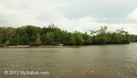 mangrove forest on the shore