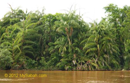 Oncosperma tigillarium (Nibung palm)