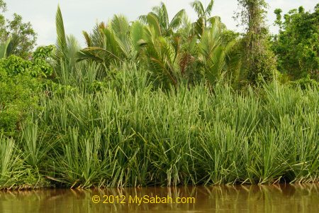 Nipah palm