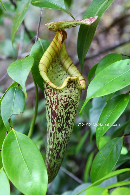 Nepenthes rafflesiana