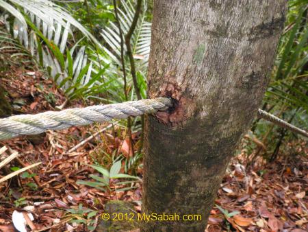 rope embedded into tree