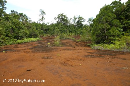 road in Tawai Forest Reserve