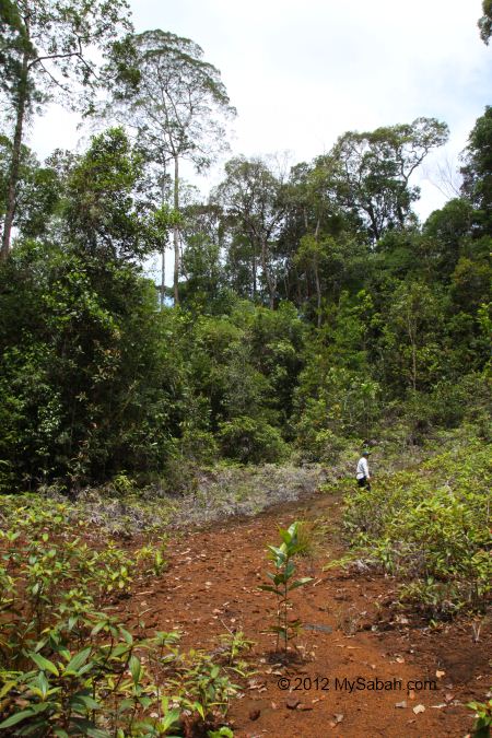 trail to Tawai Waterfall