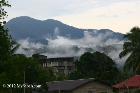 forest of Telupid