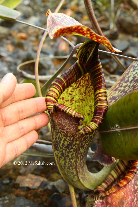 big Nepenthes rafflesiana