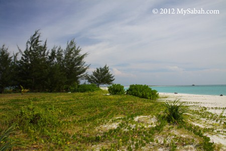 vegetation on Sands Spit Island