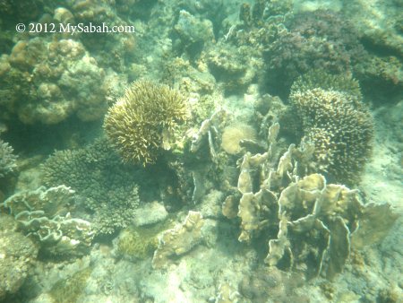 corals of Pulau Tiga