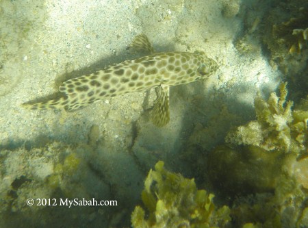 fish in sea grass of Survivor Island