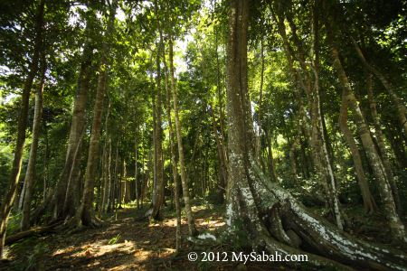 forest of Survivor Island