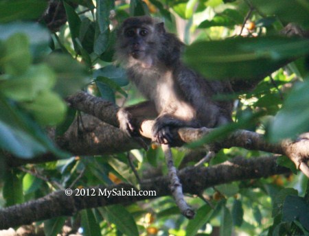 long-tailed macaque