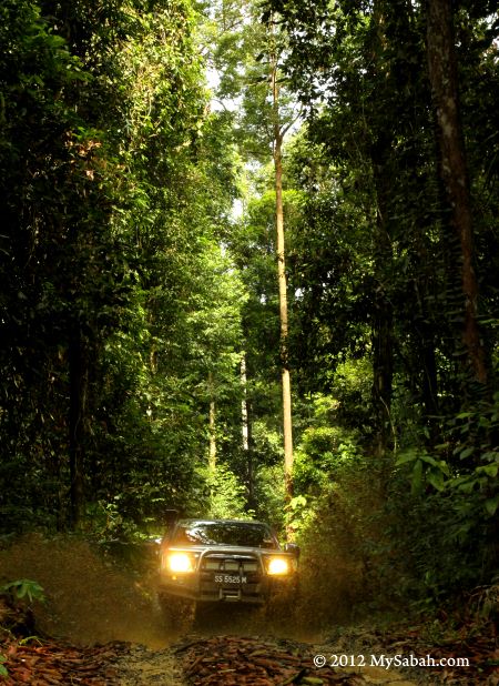 4WD in Imbak forest