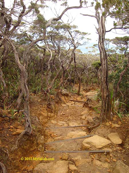 ultrabasic rocks of Mt. Kinabalu