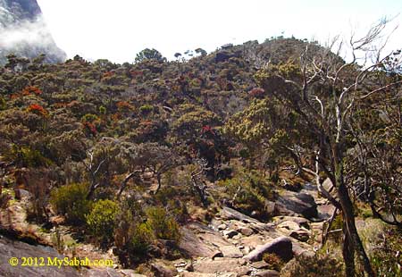 alpine forest of Mt. Kinabalu