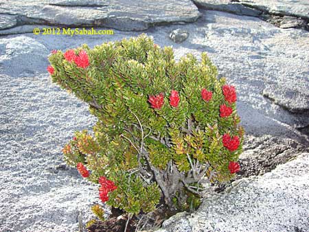 alpine vegetation