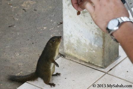 Pygmy Squirrel