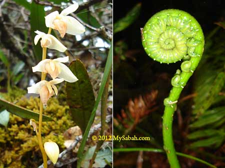 flora of Kinabalu Park