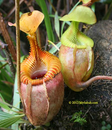 pitcher plant