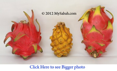 3 types of dragon fruit (???)