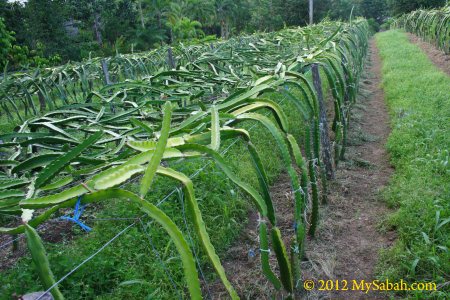 dragon fruit farm (???)