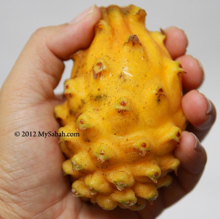 yellow dragon fruit