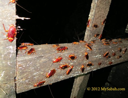 cockroaches in Gomantong cave