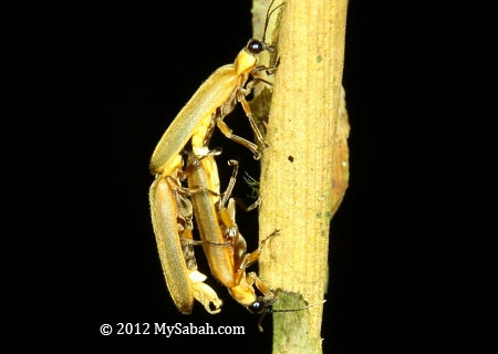 forest firefly mating