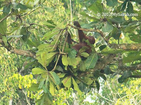 orangutan going to sleep