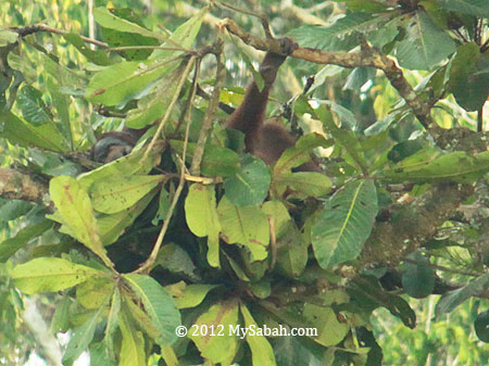 tree bed of orang-utan