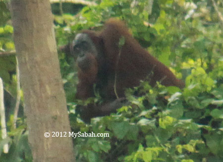 adult orang-utan