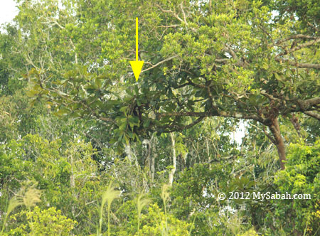 orangutan making nest