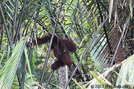 orangutan on nypa palm tree