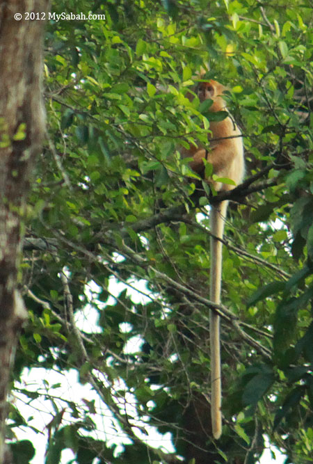 Silver Leaf Monkey (white form)