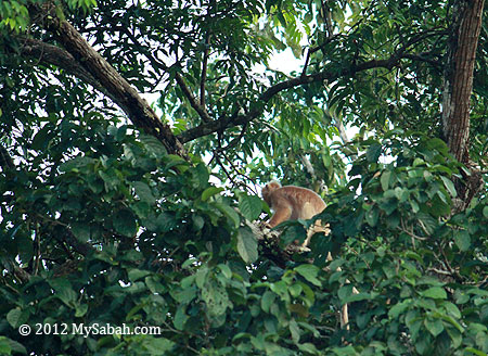 Silvered Langur (white morph)