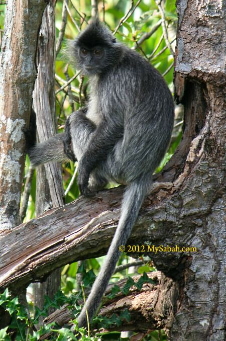 Silver Leaf Monkey