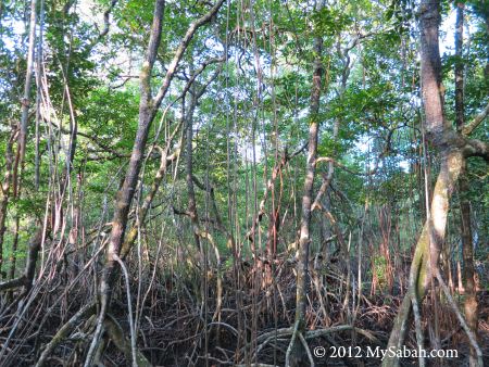 mangrove forest