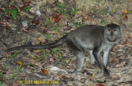 monkey of Sepilok