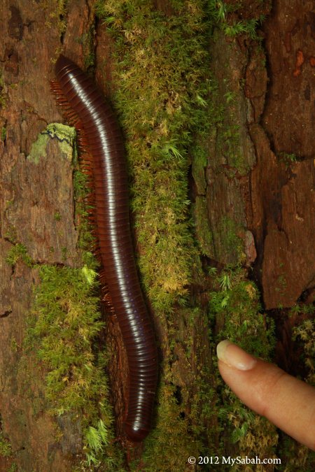 big millipede