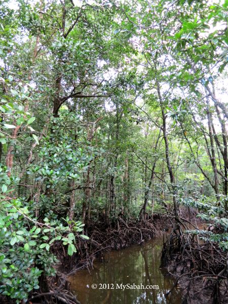 mangrove forest of SLRC