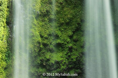 waterfall and green moss