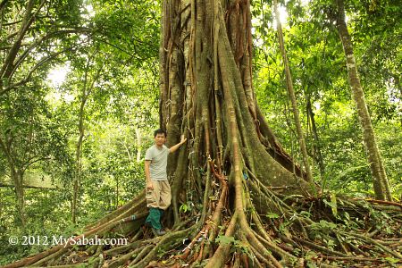 wishing tree