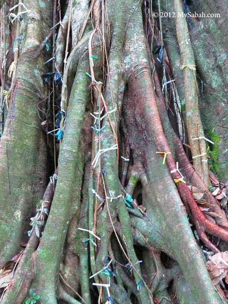 wishing ribbons on tree root