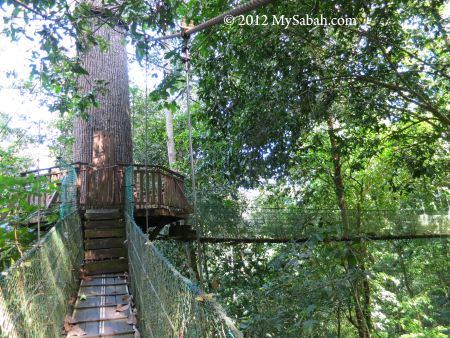 canopy walk